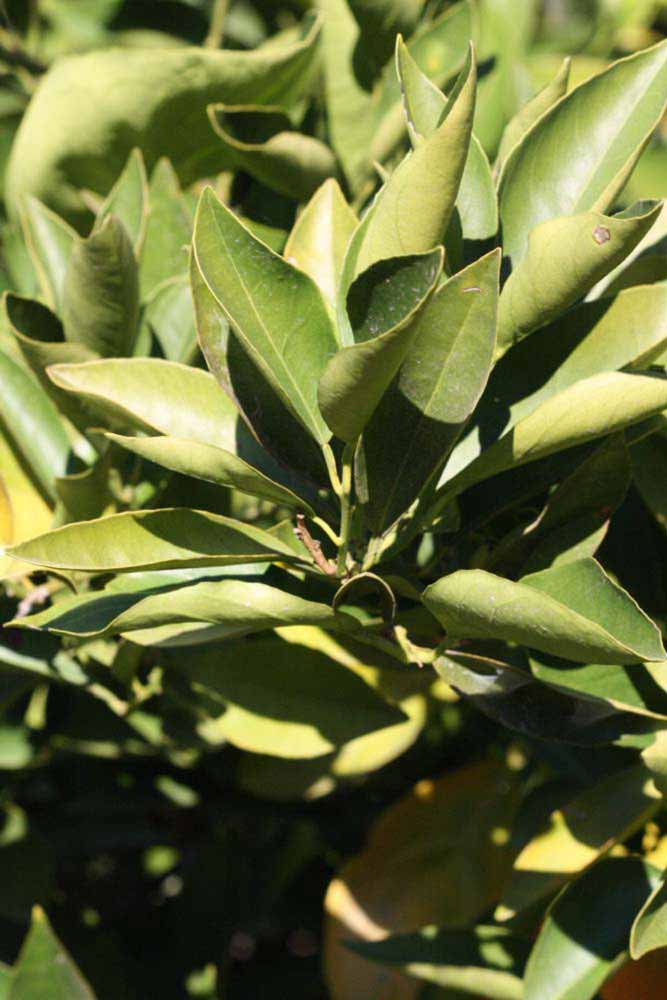            Sun leaves (Riverside, CA)   